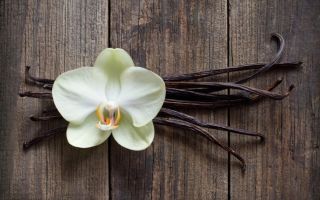 Minyak pati vanila: sifat, penggunaan dalam kosmetologi untuk wajah dan rambut, ulasan
