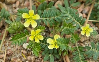 Tribulus creeping: where they grow in Russia, useful properties, how to take