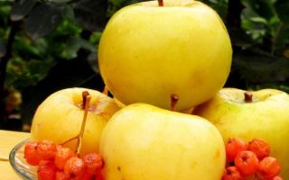 תפוחי אנטונובקה: תכונות שימושיות והתוויות נגד