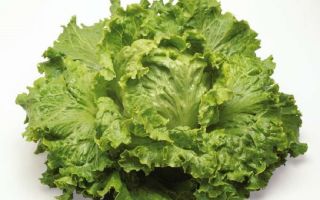 Salat: fordele og skader, hvordan man sparer til vinteren