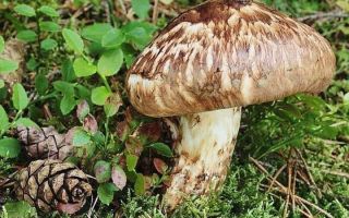 Gljive Matsutake (pjegava ryadovka): korisna svojstva, recepti za tinkturu