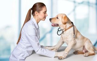 Vitaminer til store hunde: til led, med calcium, kompleks