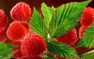 Raspberry: sifat berguna dan kontraindikasi, kandungan kalori