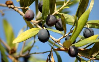 Hvorfor er sorte oliven nyttige?