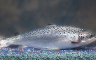 Pourquoi le saumon est utile et comment le saler à la maison