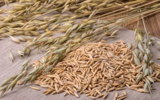 Oatmeal oatmeal: kebaikan dan keburukan, cara penggunaan