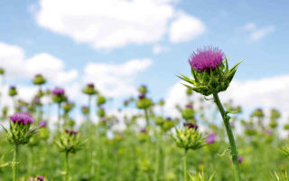 Milk thistle: useful properties and contraindications, instructions for use