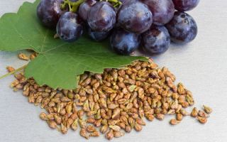Przydatne właściwości pestek winogron, czy można je jeść, przeciwwskazania