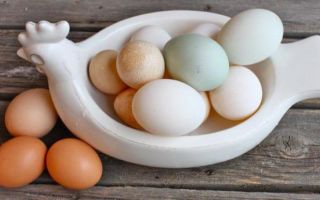 لماذا بيض البط مفيد