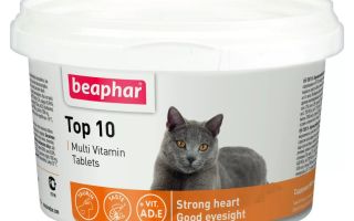 Płynne witaminy dla kotów: co jest lepsze, skład, rodzaje, recenzje lekarzy weterynarii