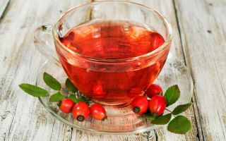 Té de rosa mosqueta: beneficios y daños, como preparar correctamente, recetas
