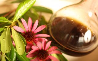 Echinacea-tinktuura: koostumus, miten ottaa aikuiset miehet, naiset