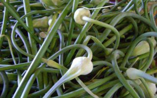 Bawang putih hijau: faedah dan keburukan, penyediaan