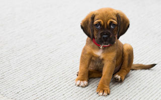 Hogyan lehet eltávolítani a kutya vizeletének szagát egy szőnyegről, kanapéról, lakásról