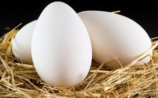 כיצד מועילים ביצי אווז?
