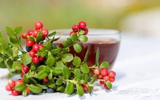Fordelene og skaderne ved te fremstillet af lingonberry blade, bær