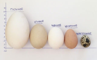 Cézarove vajcia: výhody a škody, koľko sa varí