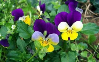 Propiedades y beneficios medicinales de los pensamientos (violetas tricolores)