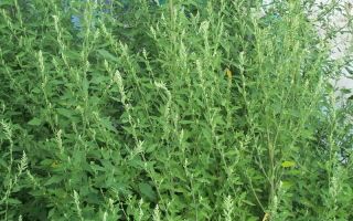 Quinoa: χρήσιμες ιδιότητες, αντενδείξεις, περιγραφή φυτού, σχόλια