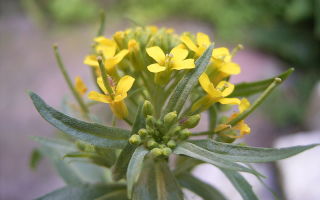 Sarılık bitkisi: tıbbi özellikleri, bileşimi ve uygulaması