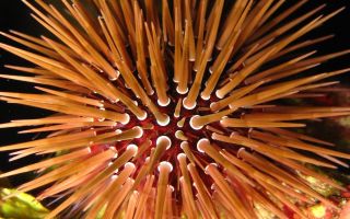 Bakit kapaki-pakinabang ang caviar ng sea urchin: komposisyon, nilalaman ng calorie, aplikasyon, mga pagsusuri