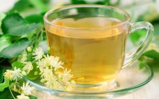 Herbata lipowa: użyteczne właściwości i przeciwwskazania, recenzje