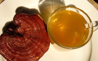 Ganoderma lakierowana grzybowo (reishi): właściwości użytkowe i przeciwwskazania