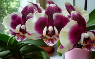 Az orchideák károsak-e, tulajdonságai, hatása van-e az emberre?