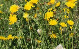Taburkan thistle: khasiat berguna herba dan kontraindikasi, bahaya