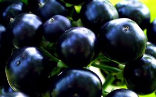 Sunberry: užitočné vlastnosti a kontraindikácie, recepty
