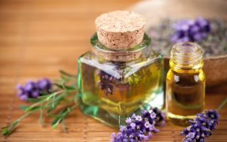Mengapa penggunaan minyak lavender penting untuk rambut berguna?