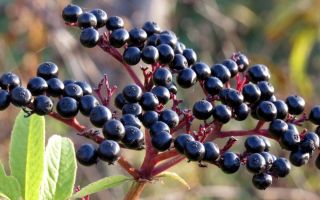 Elderberry: faedah dan bahaya, keterangan, foto