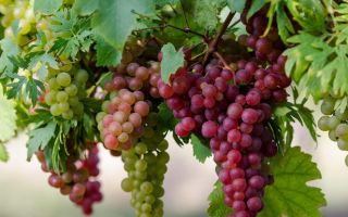 Kodėl vynuogės yra naudingos organizmui, savybės ir kontraindikacijos