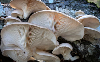 Perché i funghi ostrica sono utili: cucina e recensioni