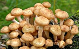 Dlaczego grzyby miodowe są przydatne dla organizmu