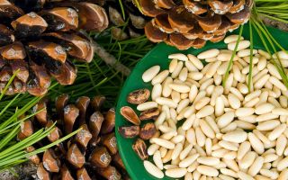 Mäntypähkinäkakku: hyödyllisiä ominaisuuksia, reseptejä