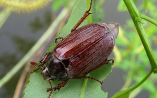 Mengapa kumbang Mei berbahaya dan bagaimana menanganinya