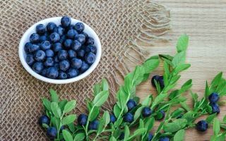 Sifat berguna daun blueberry dan kontraindikasi