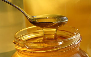 Med: užitočné a liečivé vlastnosti, kontraindikácie
