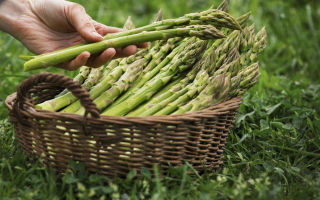 Hvorfor asparges er nyttigt, og hvordan man tilbereder det
