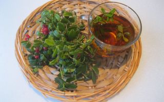 Ciri-ciri berguna daun lingonberry dan kontraindikasi