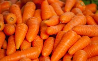 ทำไมแครอทจึงมีประโยชน์สรรพคุณทางยาและข้อห้าม