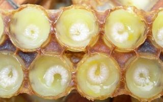 Royal jelly: benefits and harms, use, contraindications