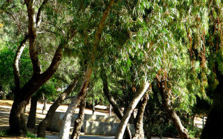 Eukalyptus: hyödylliset ominaisuudet ja vasta-aiheet
