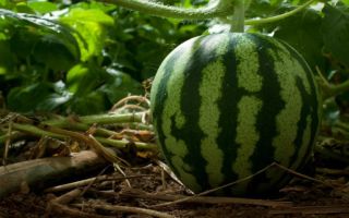 Varför är vattenmelon användbar för kroppen