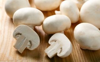 Champignons: benefits and harms for the body, how to cook