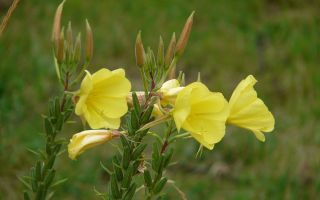الخصائص الطبية لنبتة زهرة الربيع المسائية (زهرة الربيع المسائية)