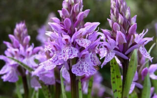 Orhideje: primjena u narodnoj medicini, kako je korisno za muškarce i žene, kako piti, fotografija