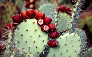 Opuntia kaktus: lääkinnälliset ominaisuudet ja vasta-aiheet, valokuva