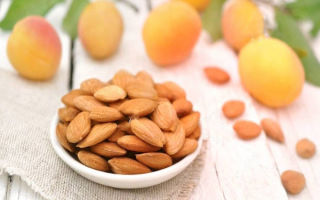 Les avantages et les inconvénients des noyaux d'abricot